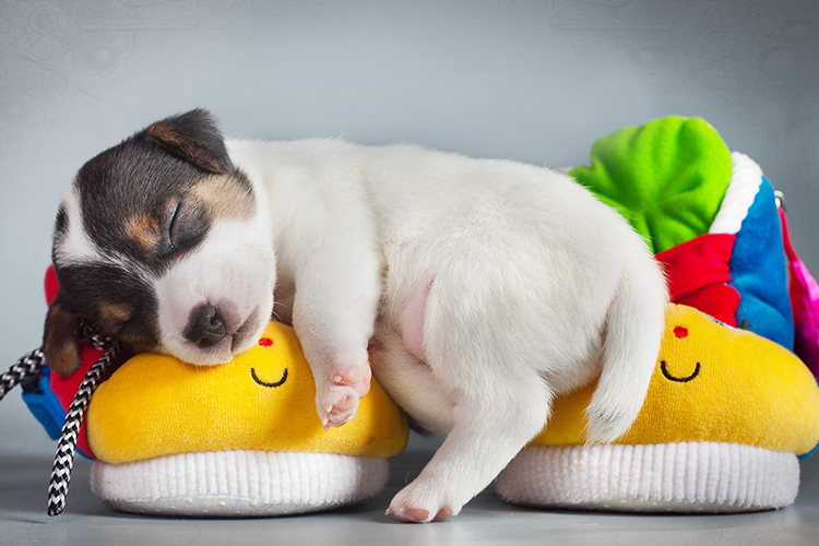 Benefits of Indochina Post's Pet Transportation Services