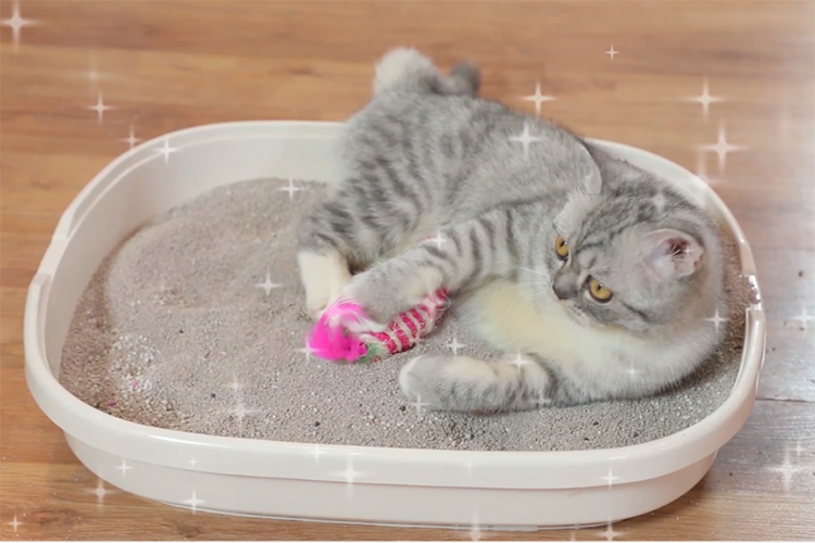 Công bố chất lượng cát vệ sinh cho mèo