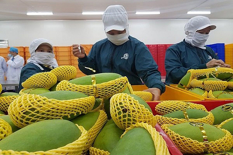 Đăng ký FDA cho trái cây xuất khẩu đi Mỹ